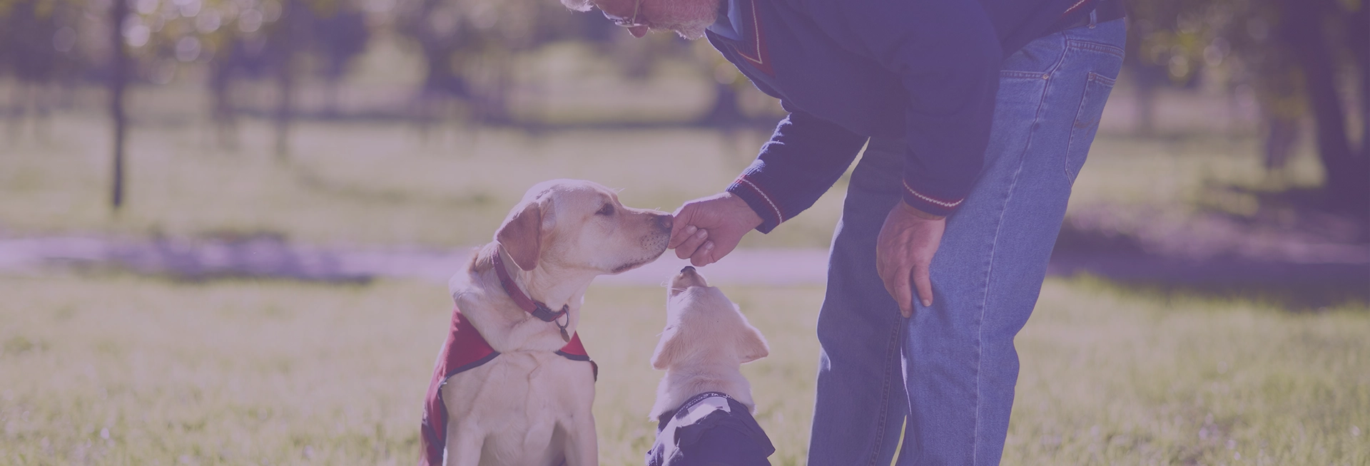 A man trains a dog